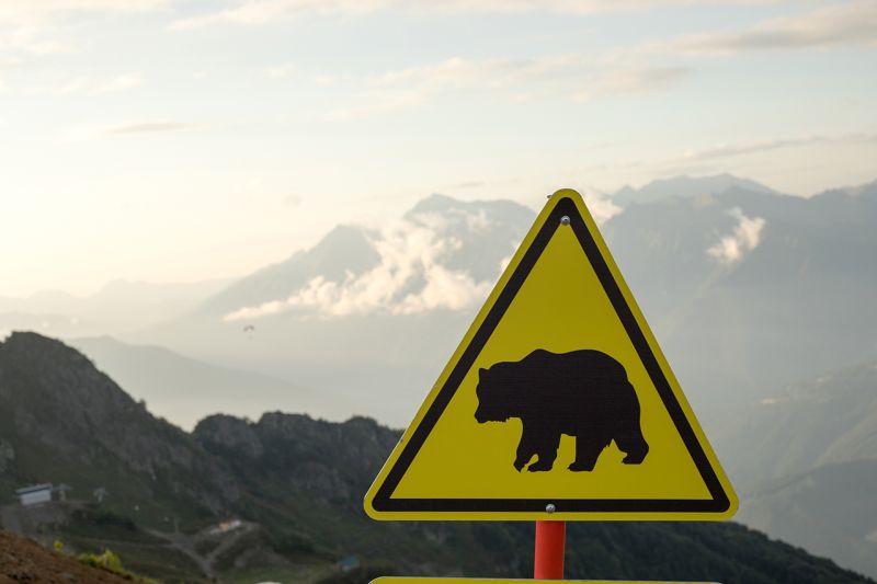 Gấu xuất hiện trong cộng đồng